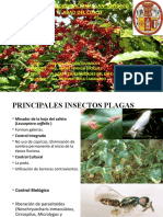 Principales Insectos Plagas Del Cafe