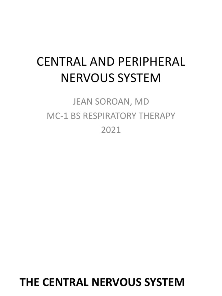 Overview of the Central Nervous System | PDF | Brainstem | Cerebrum