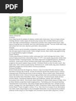 Download selada untuk proposal by Sinta Dewi Novianti SN53175461 doc pdf