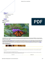 Mariposas - Fotos y Características