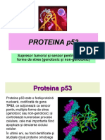 Proteina P53
