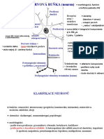 NERVOVÁ BUŇKA (Neuron) : Periferní Dendrit