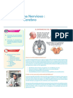 Sem8 - Sistema Nervioso - Cerebro