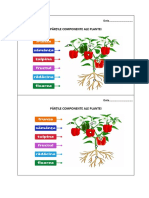 PARTILE COMPONENTE ALE PLANTEI