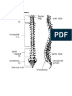 A Gerincoszlop Felépítése