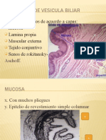 Histologia de Vesicula Biliar