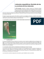 Descripción de los músculos esqueléticos- Revisión de las uniones y acciones de los músculos