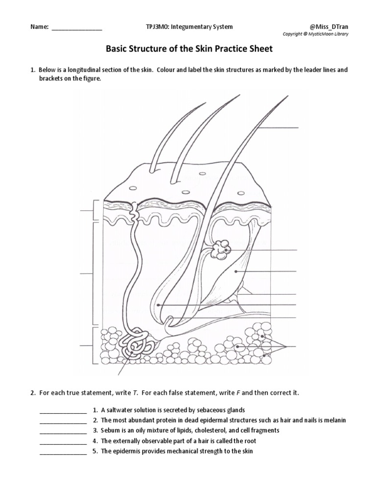 Skin Worksheet PDF Skin Integumentary System