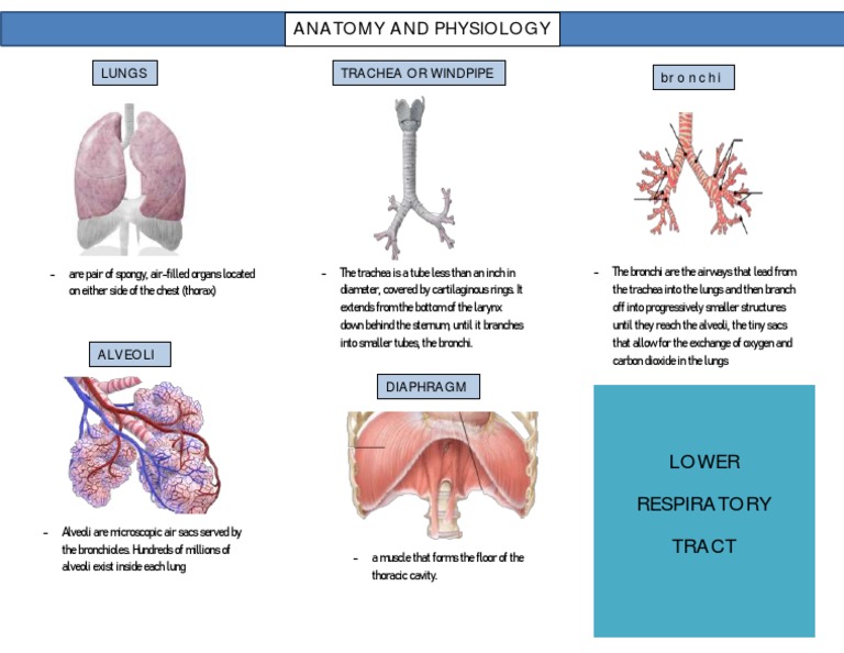 Anatomy and Physiology Case 3 Bronchiectasis | PDF