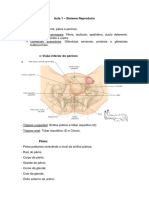 Sistema Reprodutor Masculino