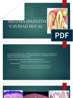 Cavidad Bucal