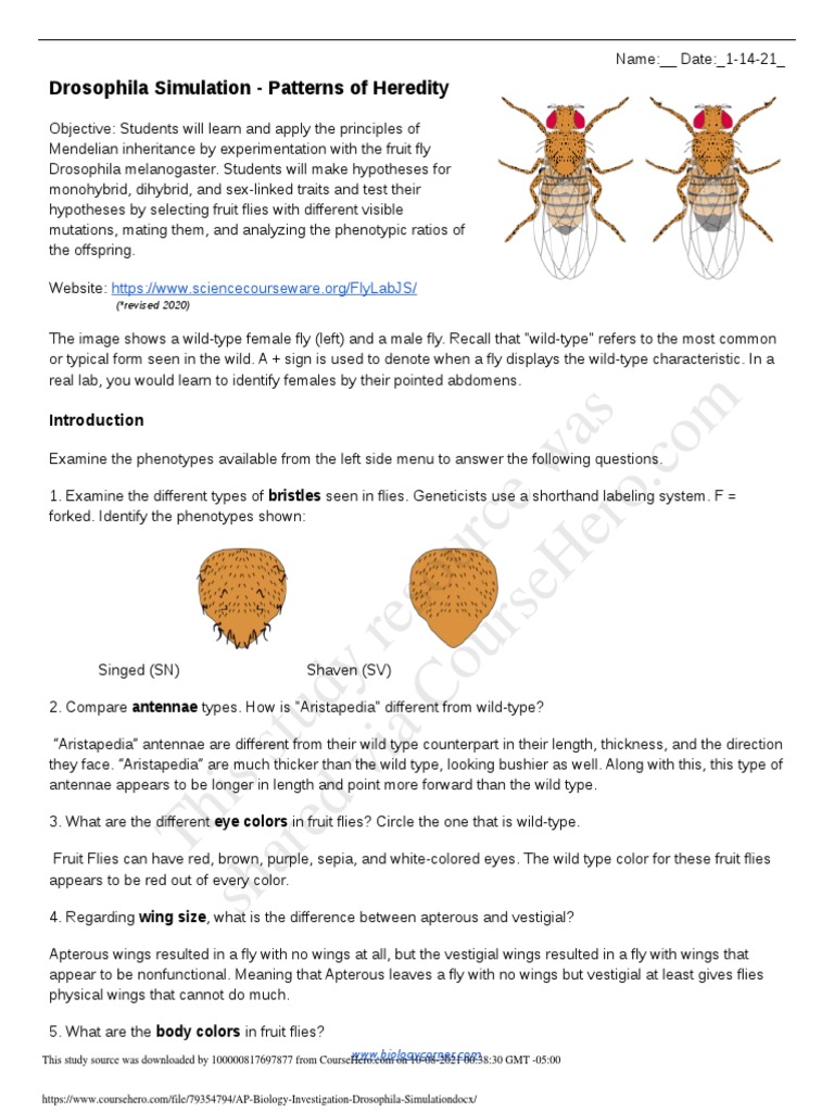 This Study Resource Was: Drosophila Simulation - Patterns of Heredity | PDF  | Genotype | Zygosity