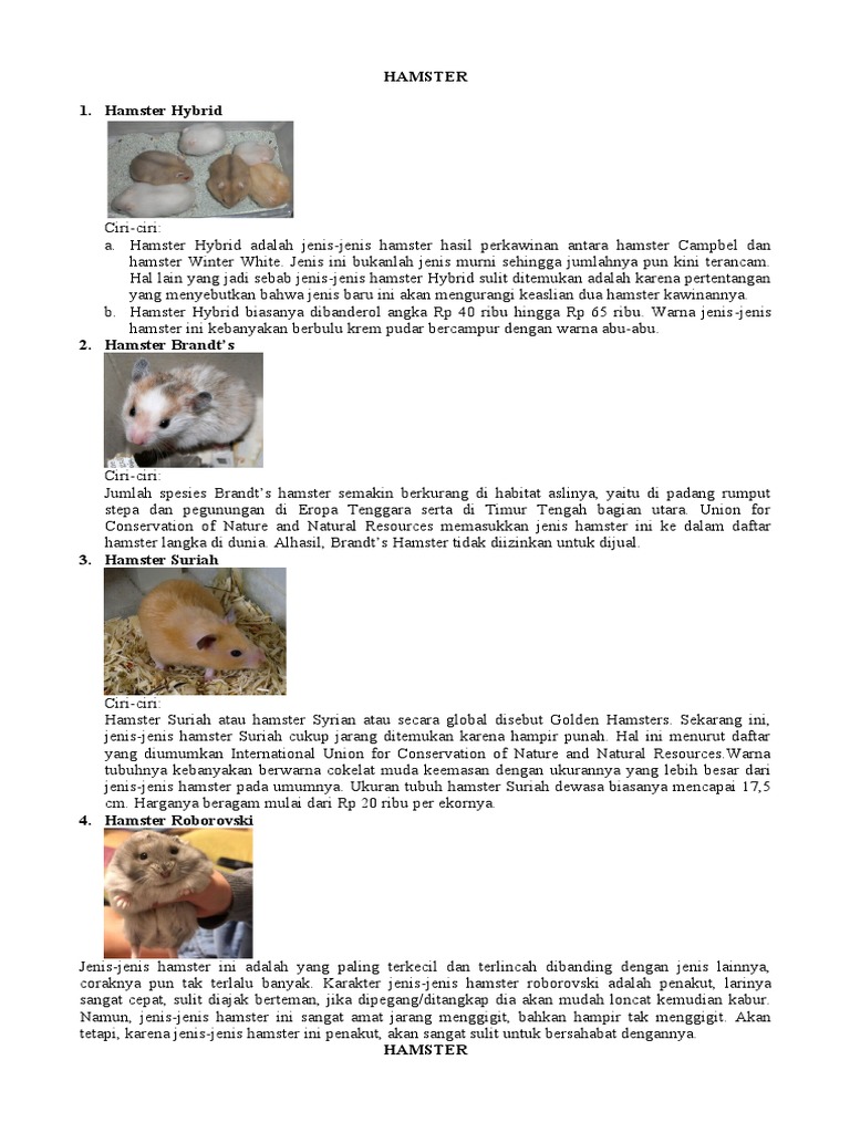 Hamster Pdf