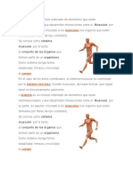 Sistema: Muscular, Por Lo Tanto