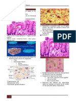 HISTOLOGY 5 - Connective Tissue