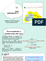 ¿Qué Es "5' Cap"? ¿Qué Es "Poli-Adenilación"?: Gabriela Nieto González Biología Molecular