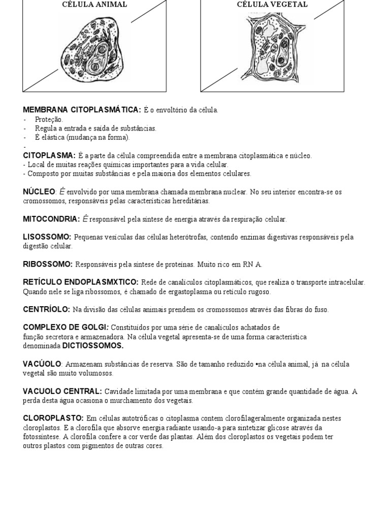 Grátis: Unidade II - Estruturas e Funções das Organelas Celulares -  Material Claro e Objetivo em PDF para Estudo Rápido, image size:768x1024