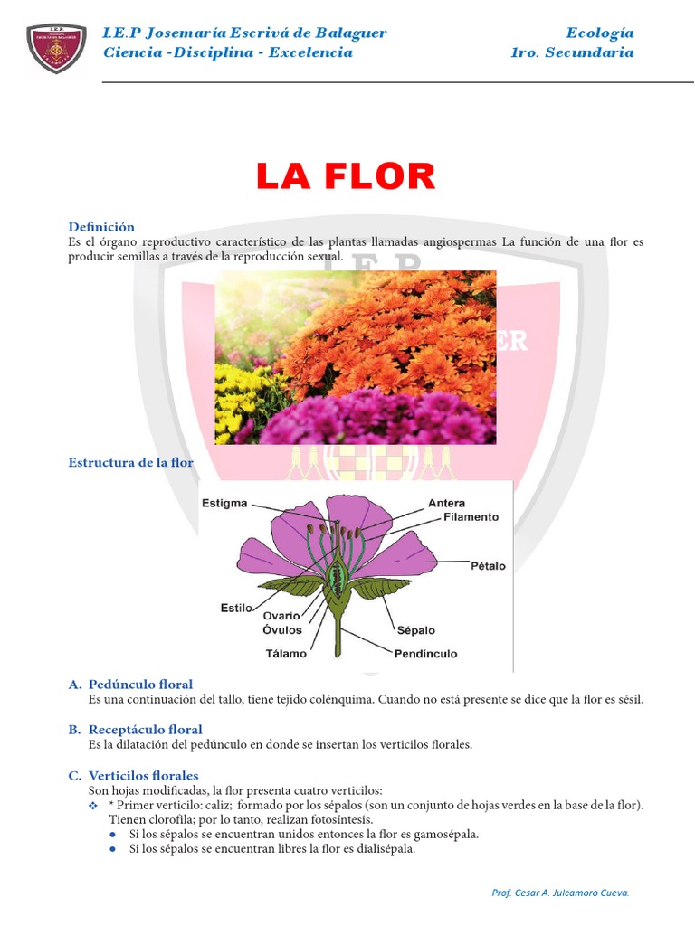 Partes y funciones de la flor | PDF | Flores | Técnicas hortícolas