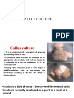 Callus Culture