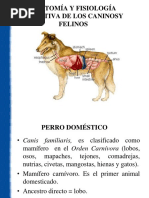 Anatomía del Sistema Urinario Bovino | PDF | Riñón | Sistema urinario