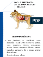 Anatomía y Fisiología de Los Caninos y Felinos