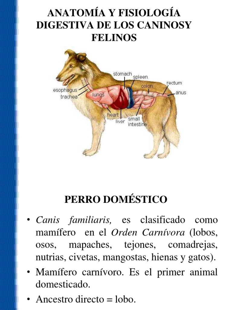 Anatomía y Fisiología de Los Caninos y Felinos | PDF | Digestión | Sistema  digestivo humano