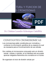 Tema 13 ESTRUCTURA Y FUNCION DE LOS CROMOSOMAS