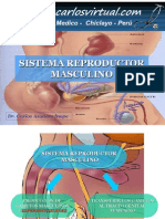Sistema Reproductor Masculino 122