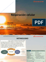 Respiración celular: glucólisis, ciclo de Krebs y cadena de transporte de electrones