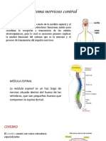 Estructura Del Sistema Nervioso Central