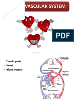 Cardiovascular System