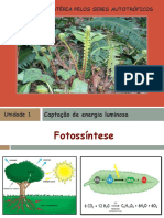 Processo de fotossíntese pelas plantas