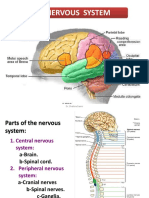 Nervous System