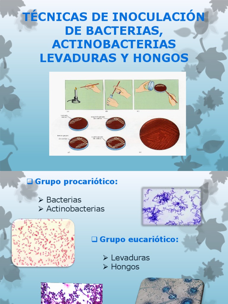 Técnicas de Inoculación Microbiana | PDF | Espora | Las bacterias