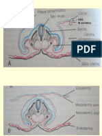 Embriologia Clase Practica