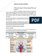 Sistema Nervioso Somático