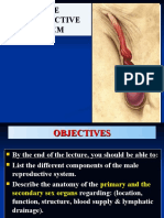 4-Male Pelvic Organs