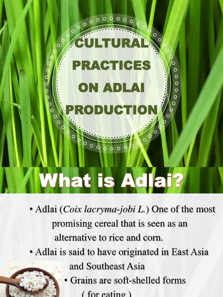 Adlai Production | PDF | Rice | Pest (Organism)
