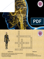 CRUCIGRAMA - Sistema Nervioso