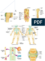 The Human Anatomy Guide: Skeletal, Muscular & Nervous Systems