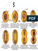 Centrioles Nucleus Aster Centromere