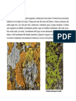 04a Lezione Botanica Generale 2009-10 Licheni Angiosperme Parte 1 Rid