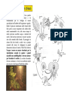 04a Lezione Botanica Generale 2009-10 Licheni Angiosperme Parte 1 e Mezzo