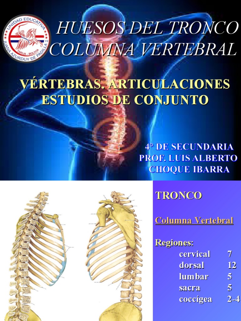Huesos Del Tronco PDF Vértebra La columna vertebral