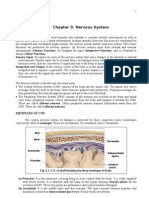 Nervous System Anatomy and Functions