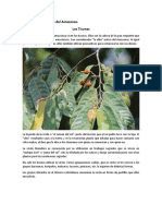 Plantas medicinales de los Ticunas y grupos amazónicos