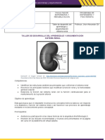 Taller de Argumentaciónacadémica de Sistemas Fisiológicos Sistema Renal