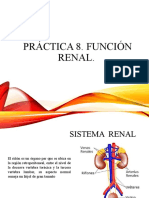 Sistema Renal Seminario