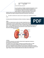 Cuestionario Previo Práctica 6. Sistema Renal