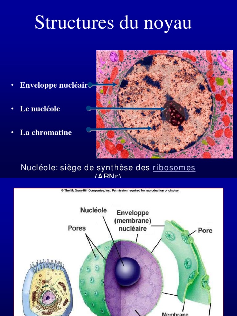 Structure et Fonction du Noyau Cellulaire | PDF | Mitose | Lysosome